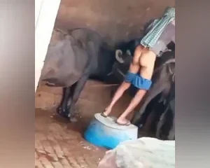 Độc lạ Ấn độ cụ ống nứng cặc đi đá đít bò – Viet69